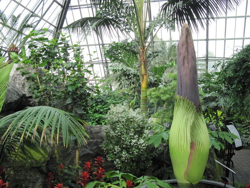 Giant Corpse Flower — Green, Tropical