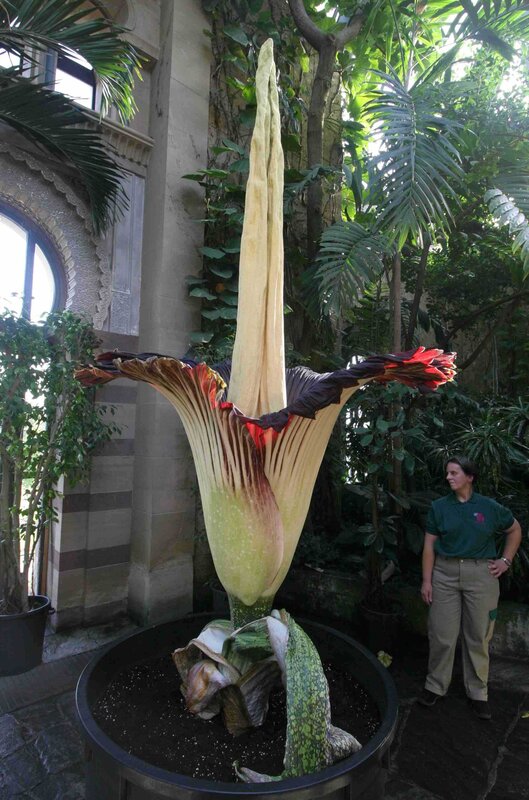 Giant corpse flower in greenhouse