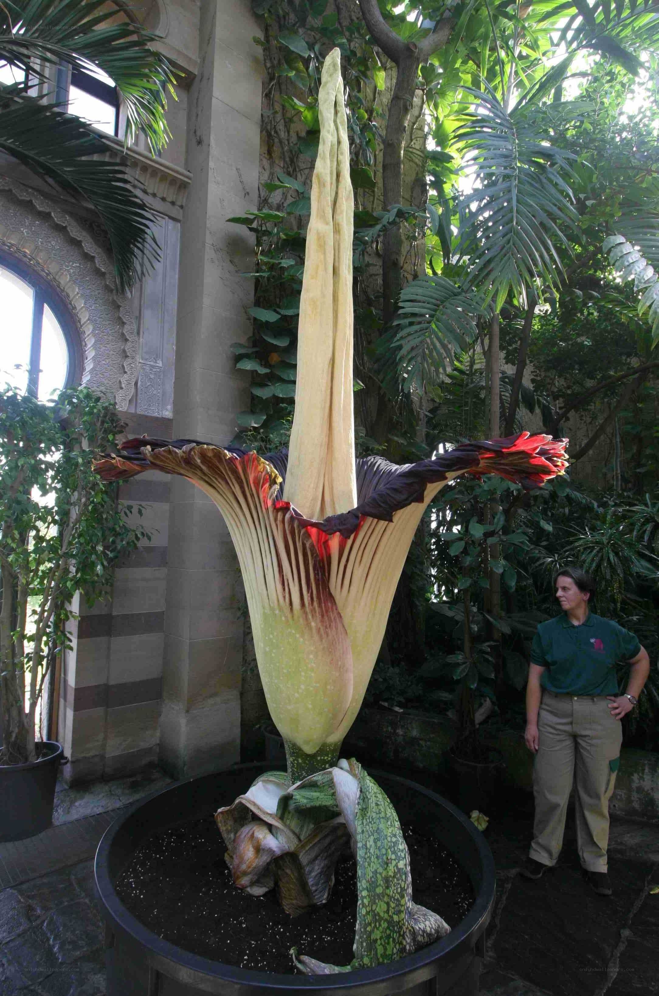 Giant corpse flower in greenhouse