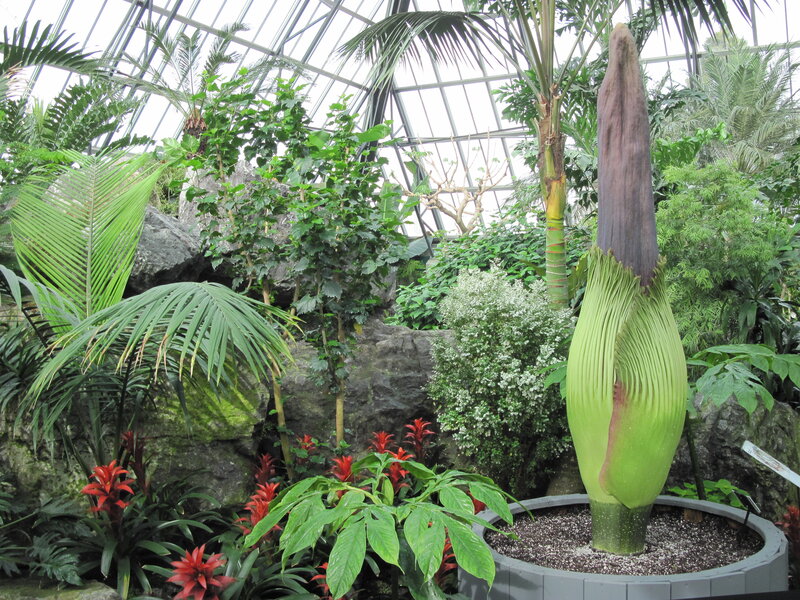 Giant Corpse Flower