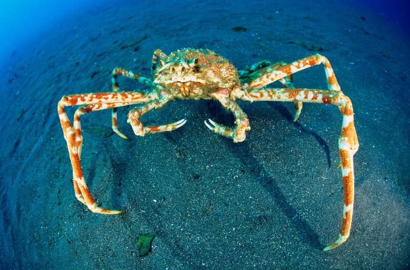 Giant crab on ocean floor