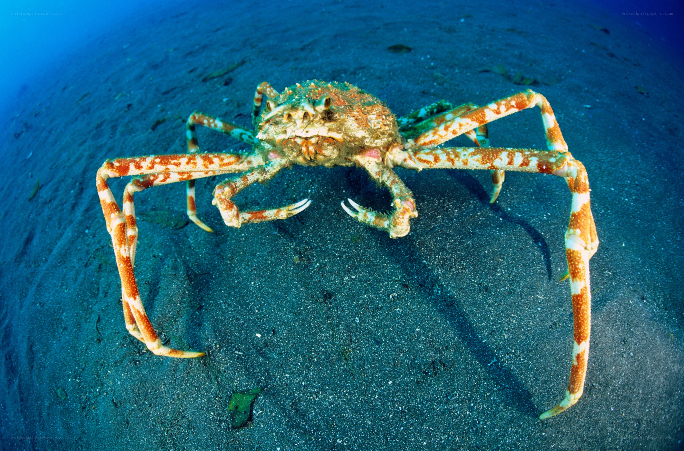 Giant crab on ocean floor