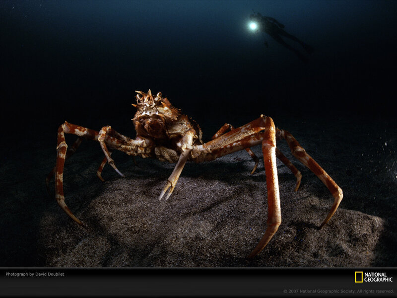 Giant crab on the ocean floor