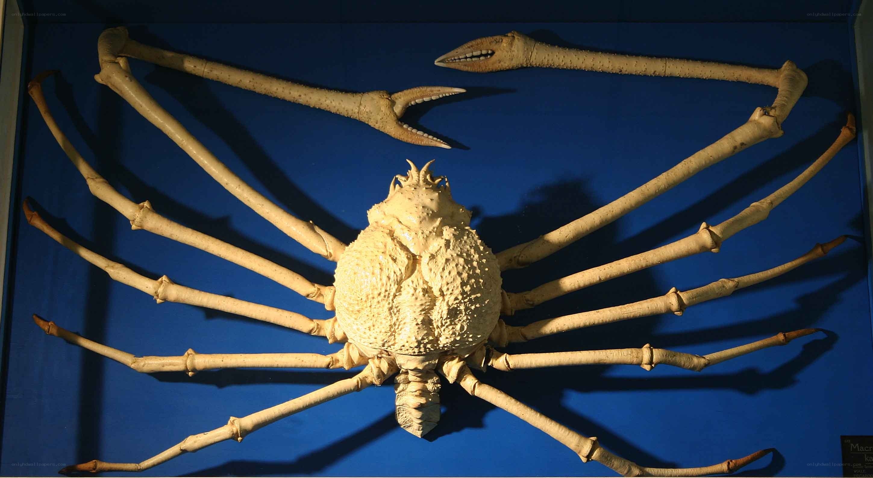 giant crab specimen display