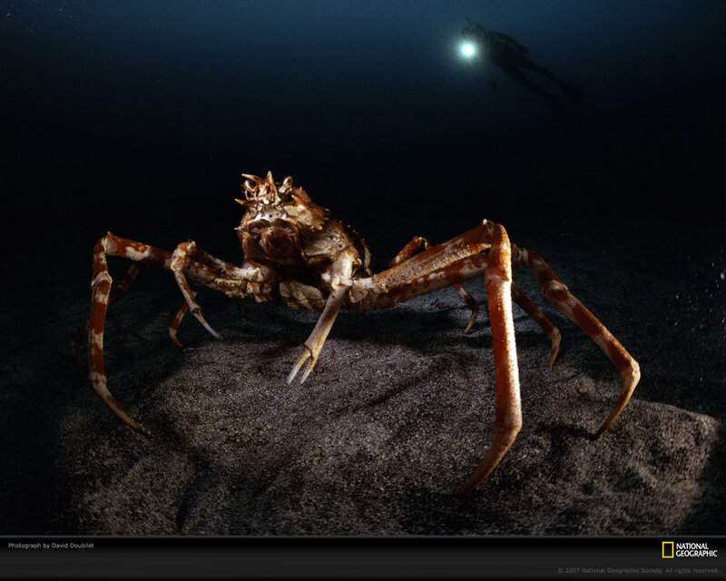 Giant crab underwater