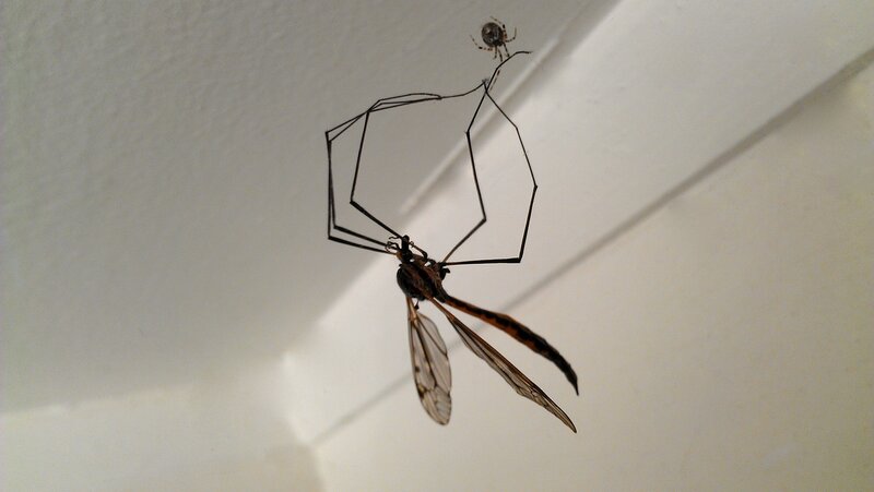 Giant Crane Fly in Web
