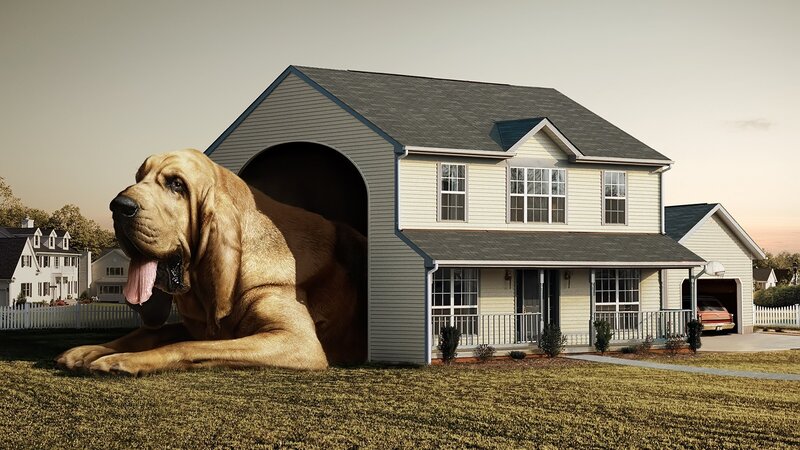 giant dog in house
