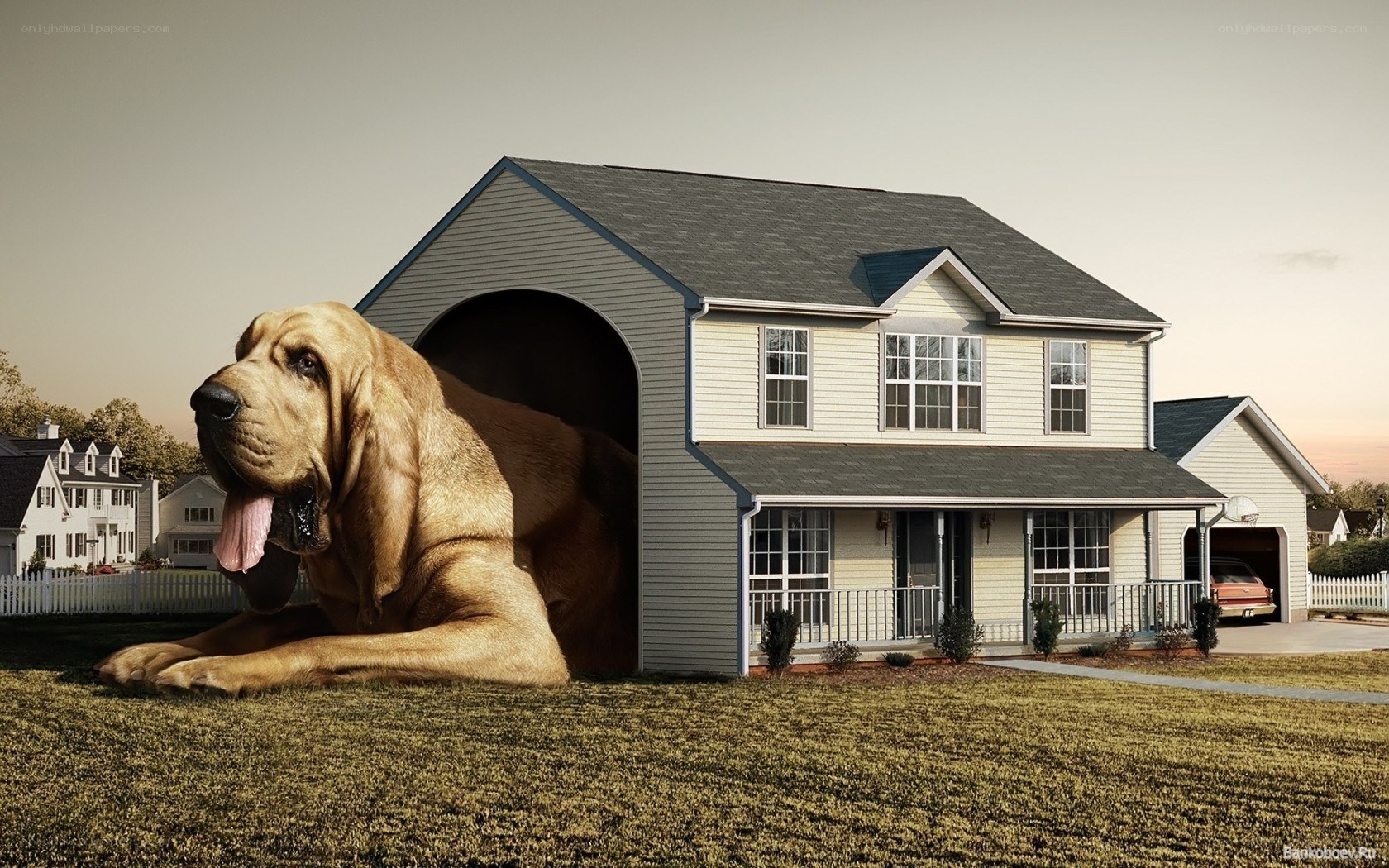 giant dog in house
