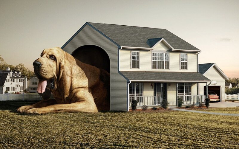 giant dog in house