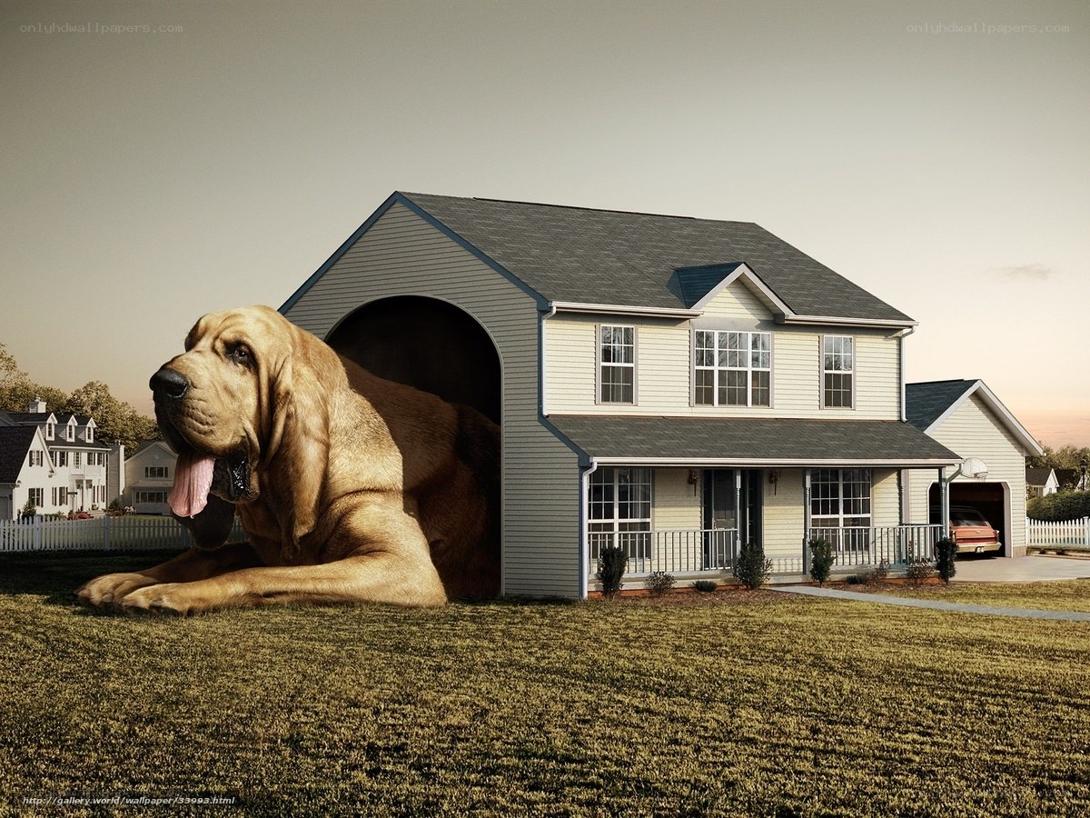 Giant dog in house