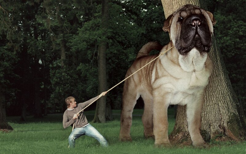 Giant Dog on Leash