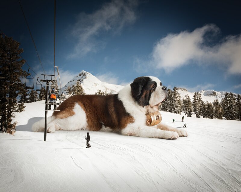 Giant dog on snowy slope