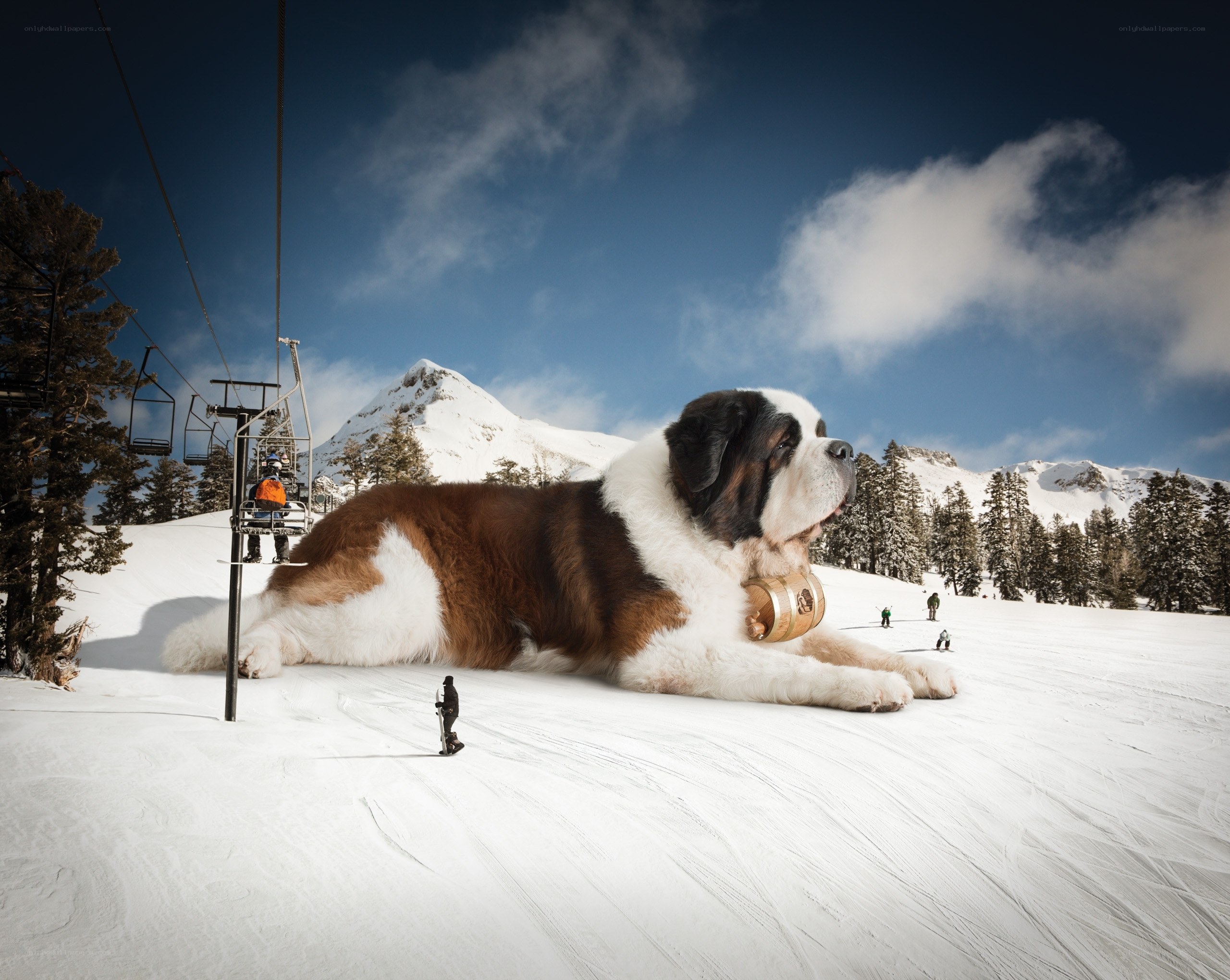 Giant dog on snowy slope