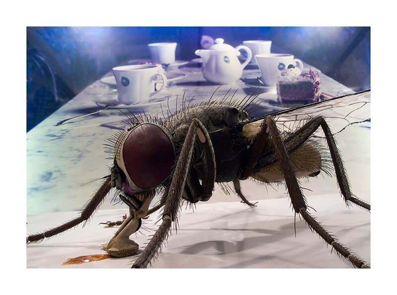 Giant Fly on Table