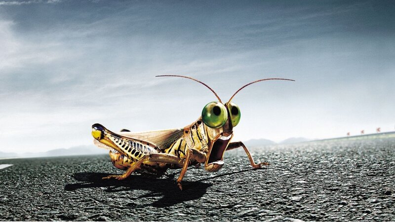 Giant Grasshopper on Road — Green