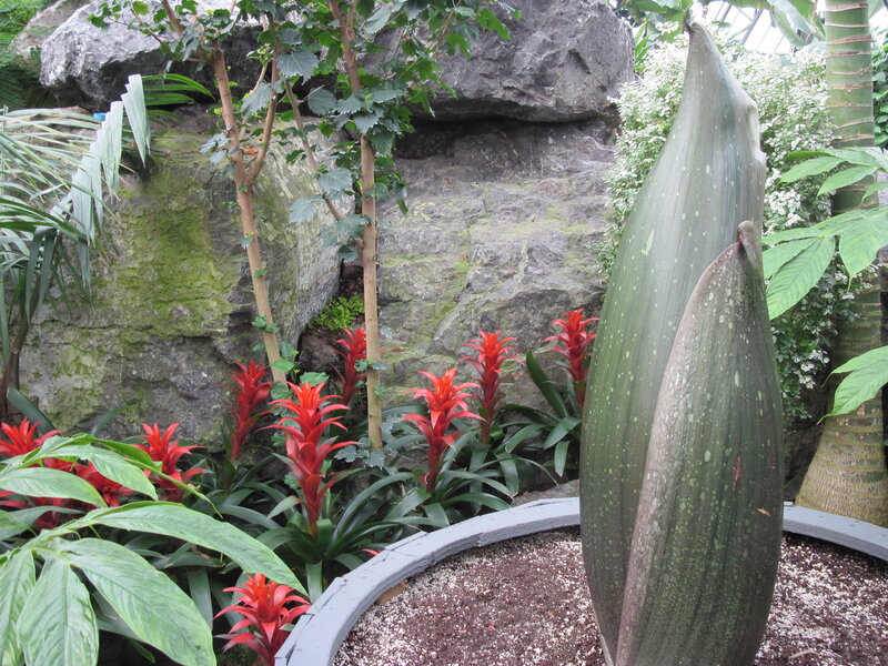 Giant Green Plant