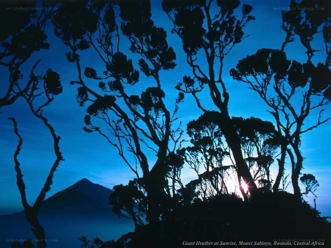 Giant Heather at Sunrise