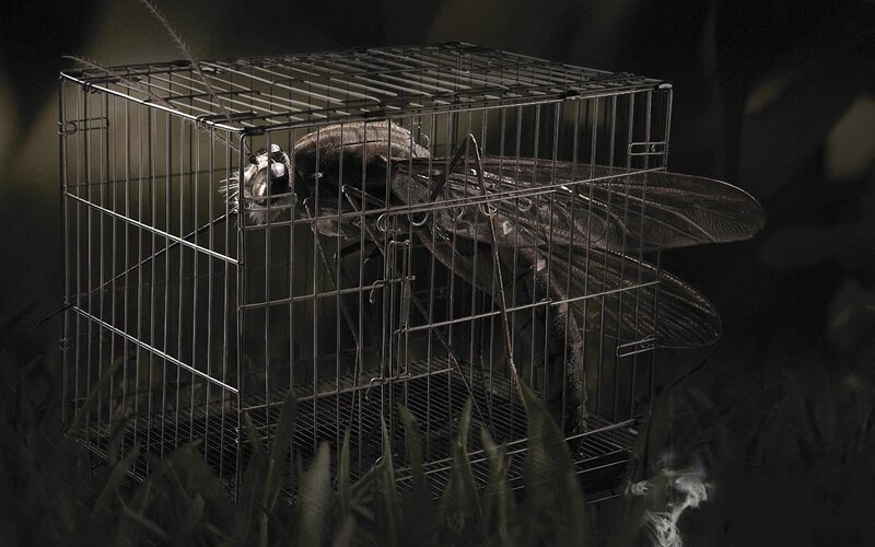 giant insect in a cage