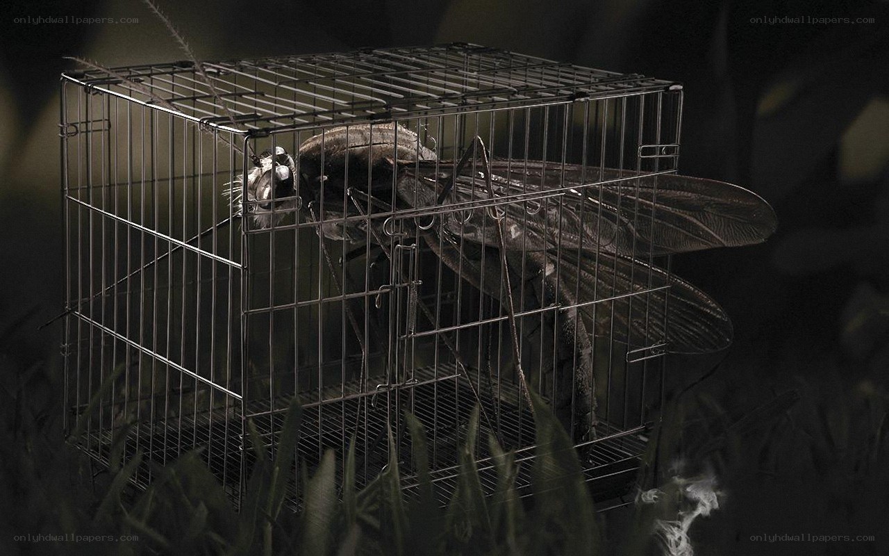 giant insect in a cage