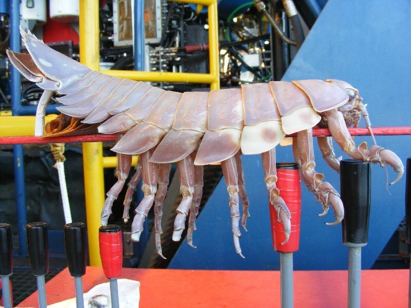 Giant Isopod on Platform