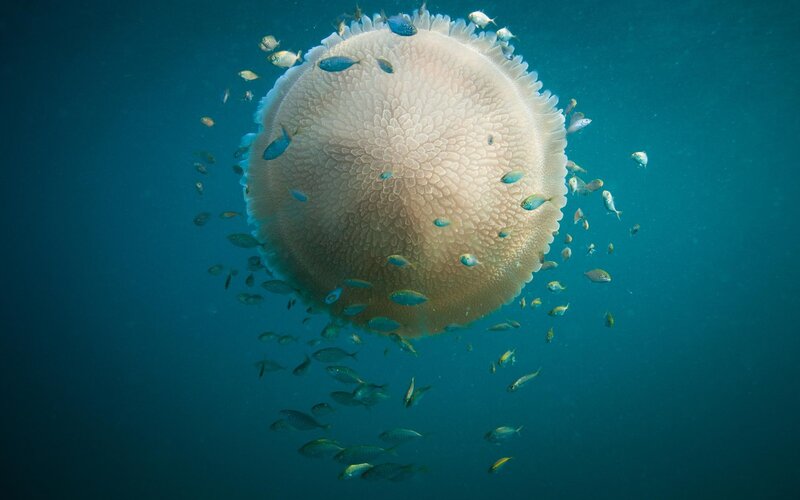 Giant Jellyfish with Fish