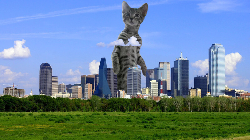 Giant Kitten in Field