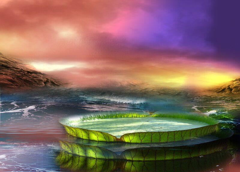 Giant Lily Pad on Water