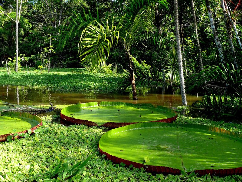 Giant lily pads in a tropical pond