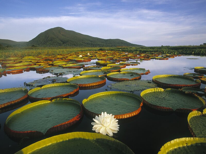 Giant lily pads on a lake