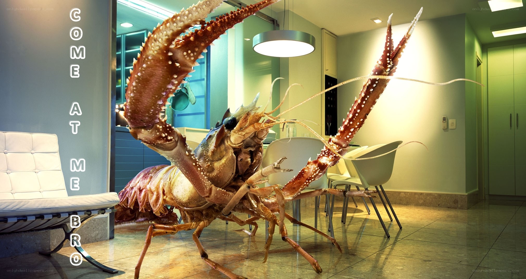 giant lobster in modern kitchen