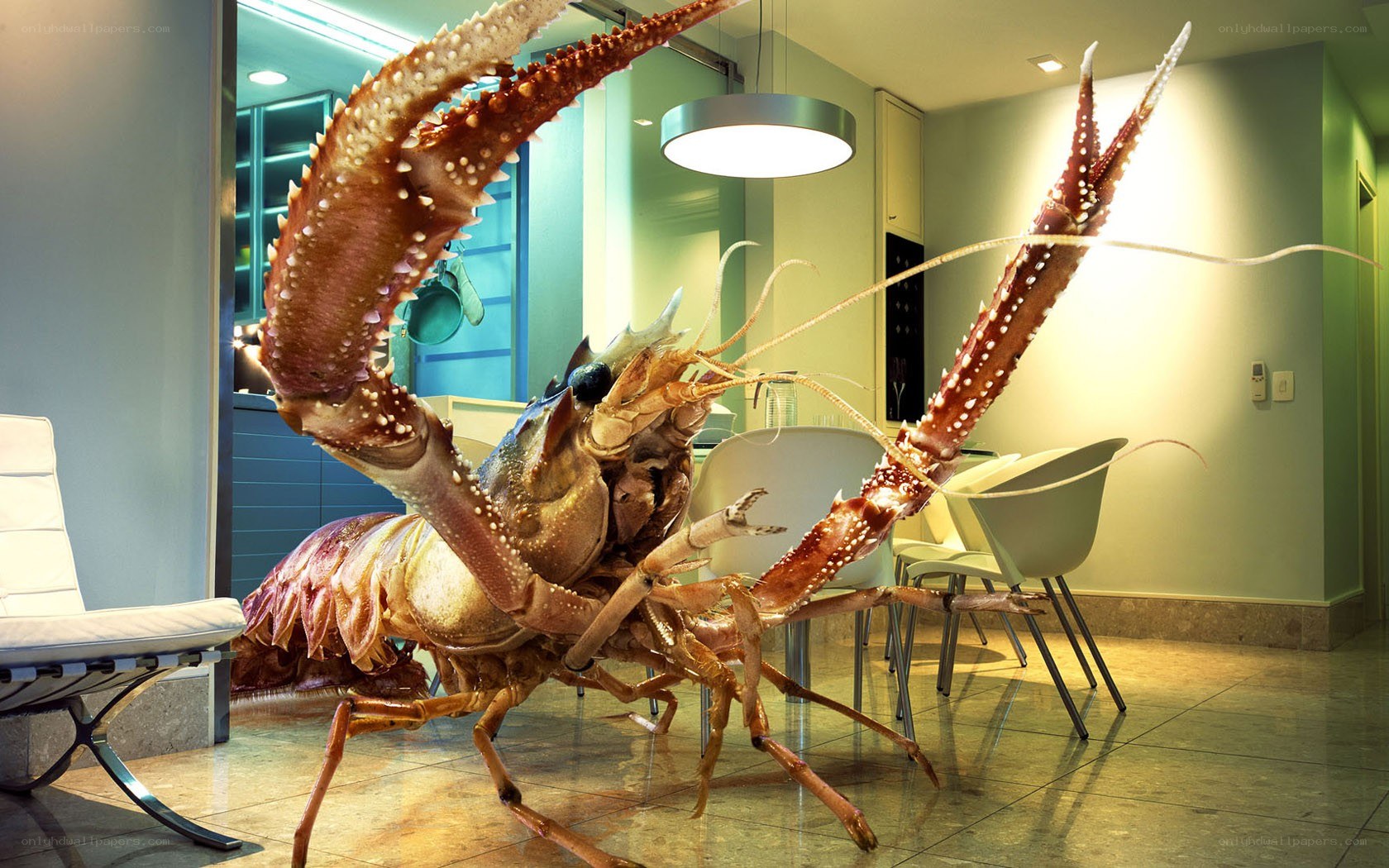 giant lobster in modern kitchen
