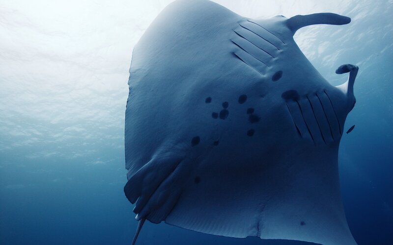Giant Manta Ray — Blue