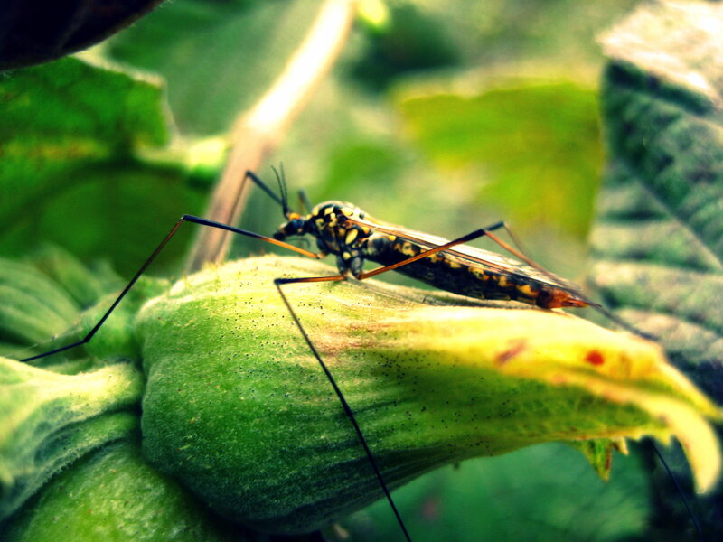 Giant Mosquito on Flower