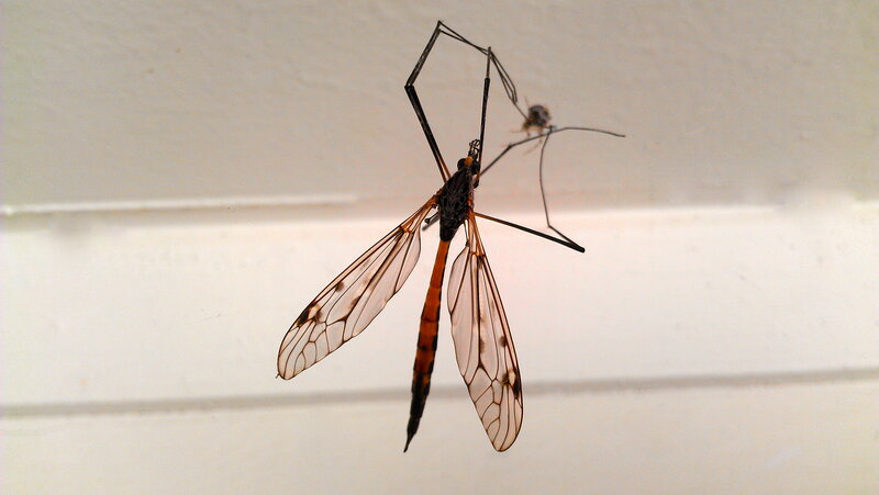 Giant Mosquito on Wall