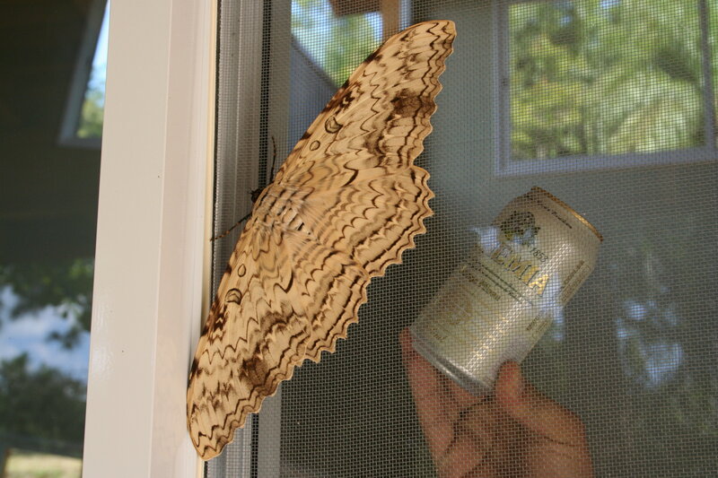 Giant Moth on Screen
