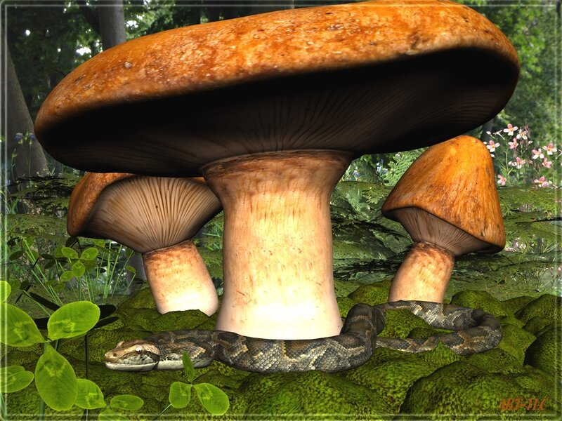 Giant mushrooms in a forest