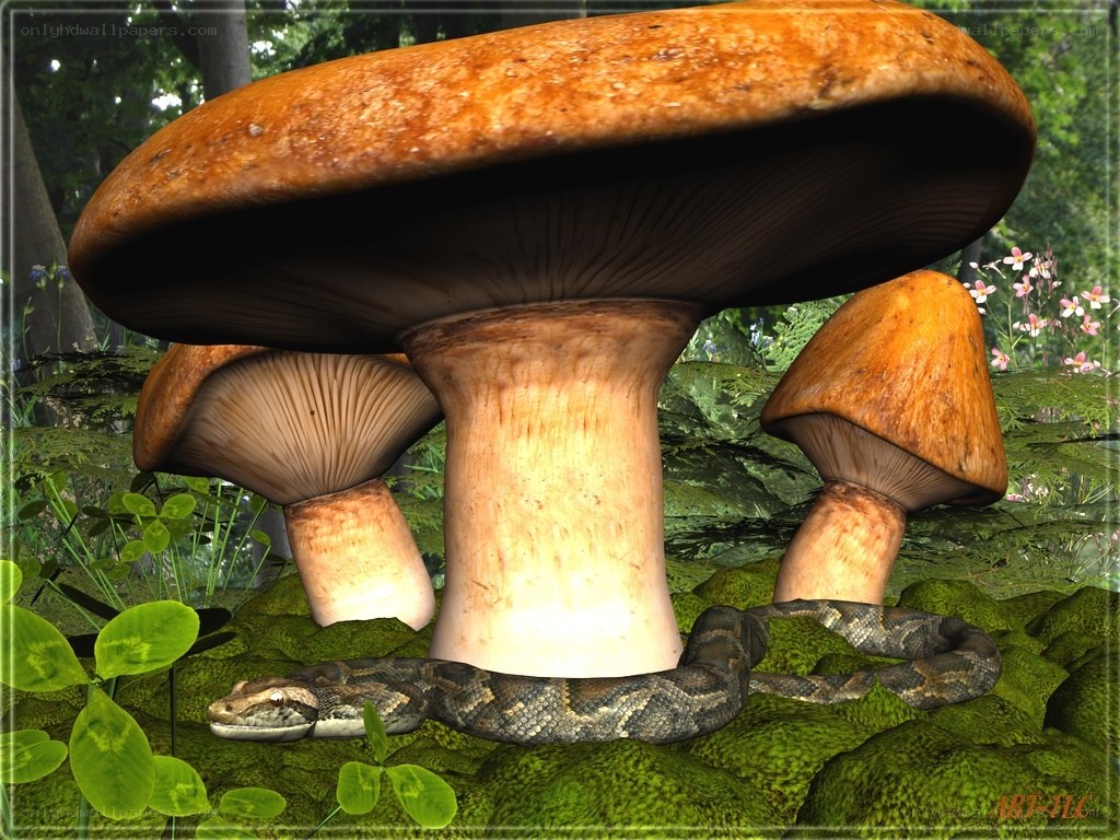 Giant mushrooms in a forest