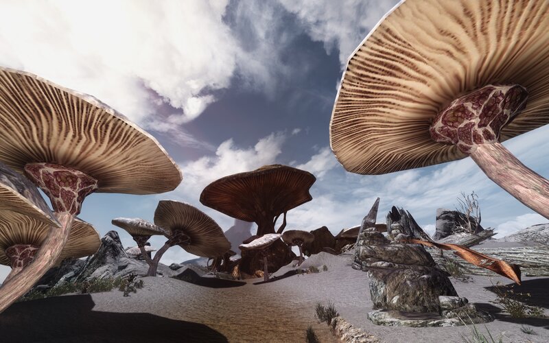 Giant Mushrooms in Desert