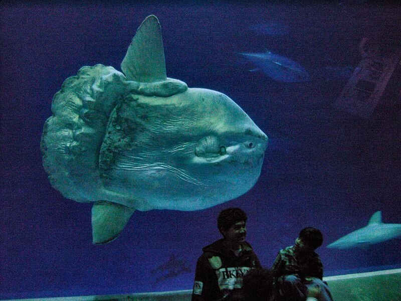 Giant Ocean Sunfish