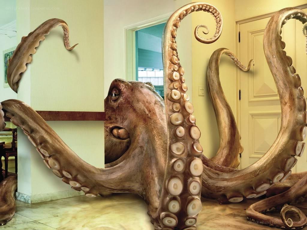 giant octopus in house