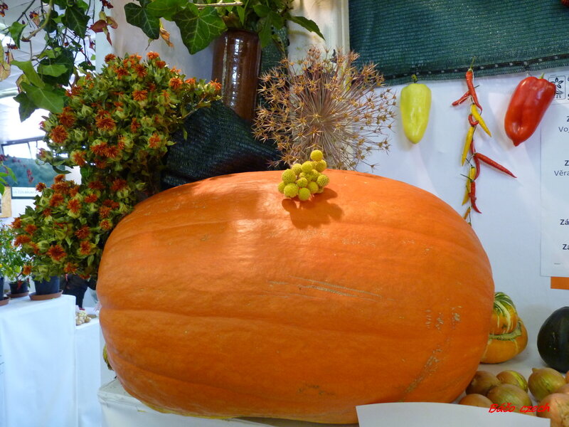 Giant Orange Pumpkin