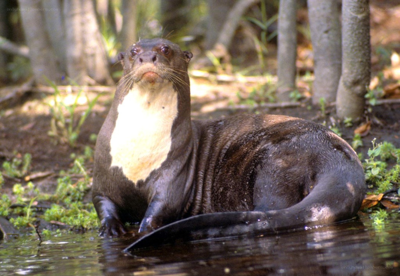 giant otter in the wild
