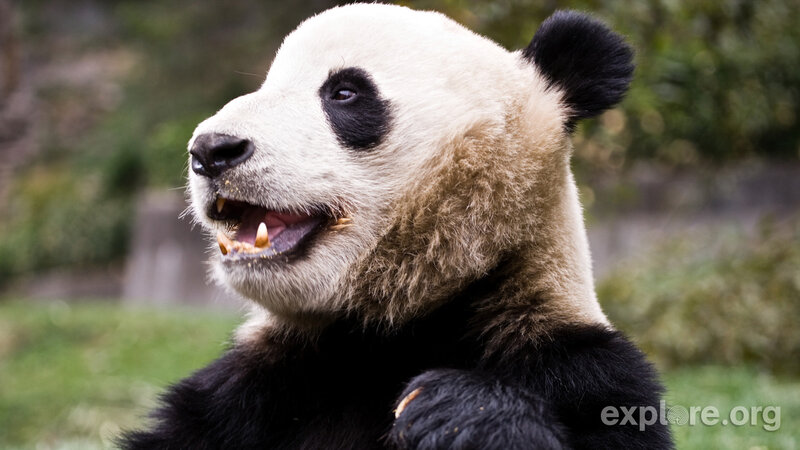 Giant Panda Bear — Black, Calm, Afternoon, Photograph, Grass