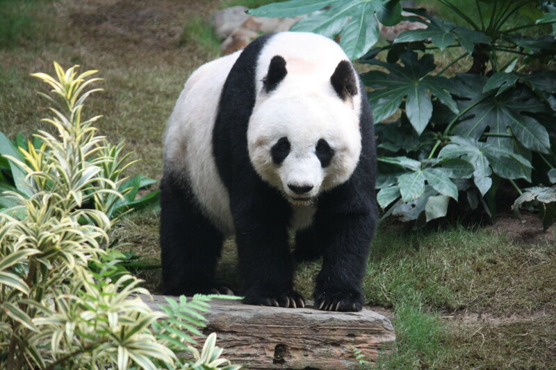Giant Panda Bear — Black, Calm, Afternoon, Photograph