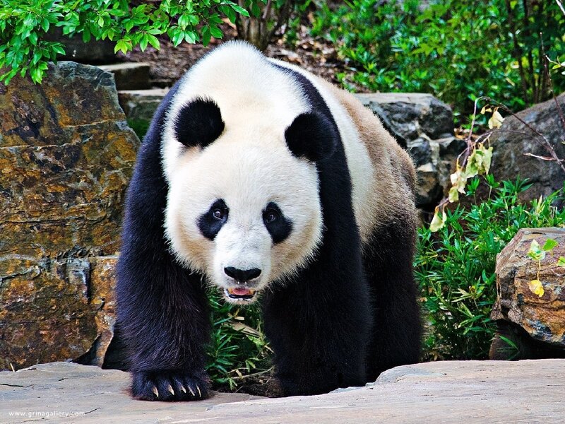 Giant Panda Bear — Black, Calm, Afternoon