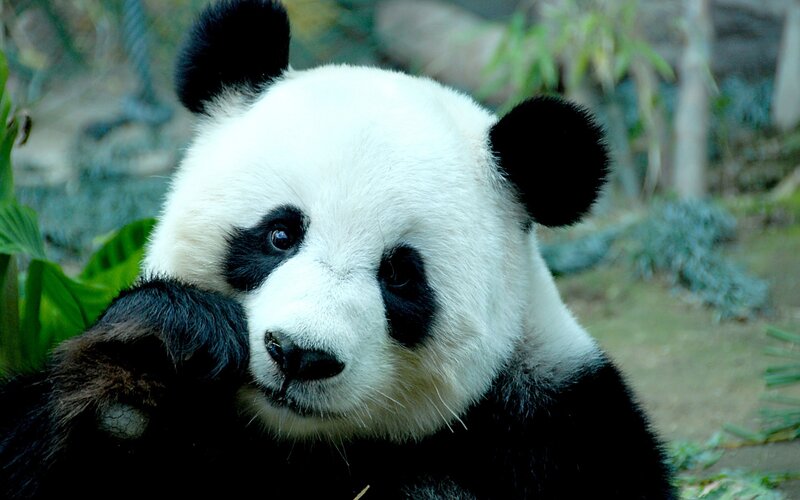 Giant Panda Bear — Black, Calm, Photograph, Bamboo, Green Leaves