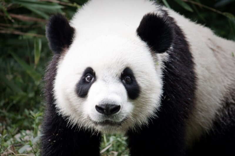 Giant Panda Bear — Black, Calm, Photograph, Bamboo