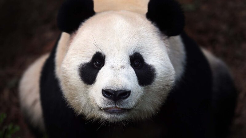 Giant Panda Bear — Black, Calm, Photograph, Black Ears
