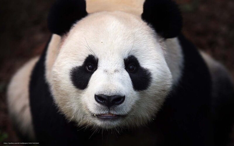 Giant Panda Bear — Black, Calm, Photograph, Black Ears, White Face