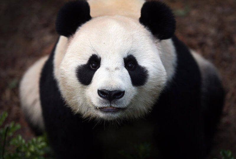 Giant Panda Bear — Black, Calm, Photograph, Ears